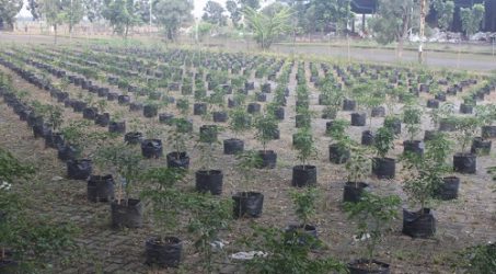 Dukung Pengembangan Komoditas Pertanian di Jatim, Puspa Agro Kembangkan Sistem Polybag