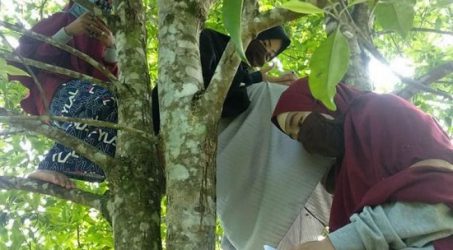 Mahasiswi Luwu Panjat Pohon Agar Dapat Signal Demi Kuliah Online