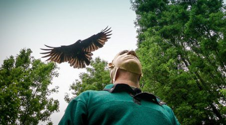 Hati-Hati ‘Jahili’ Burung Gagak, Pendendam dan Sanggup Mengingat Wajah Manusia