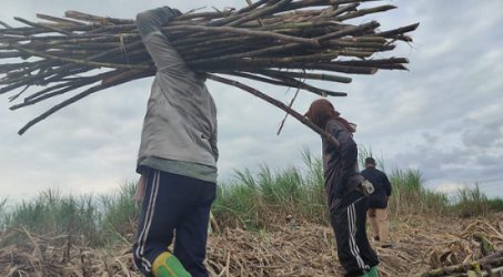 Hapus Kompetisi Tak Sehat, Pabrik Gula Harus Penuhi 20 Persen Tebu Kebun Sendiri