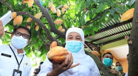 Khofifah Puji Petani Cokelat Nasabah Bank UMKM, Kualitas Terbaik Dunia