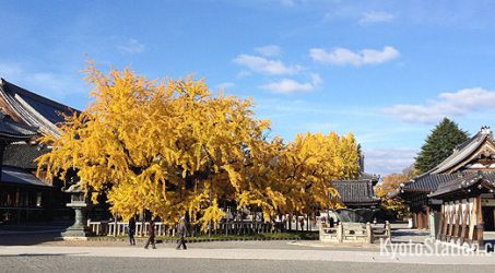 Kuil Nishi Honganji, Warisan Hebat Arsitektur Budha di Kyoto Jepang