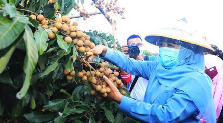 Gubernur Khofifah Panen Perdana Klengkeng Premium Lumajang