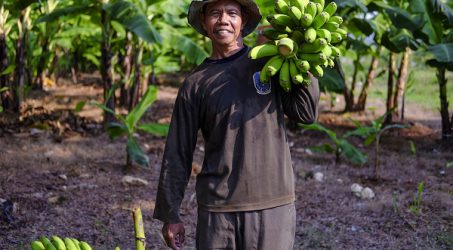 Lahan Pascatambang SIG Jadi Kebun Pisang, Bantu Petani Lahan Terbatas