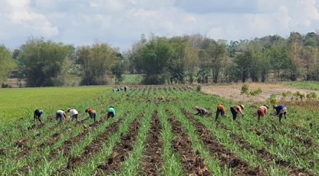 Gelar Monev Akhir Tahun, PTPN XI Optimalkan Kinerja 2021