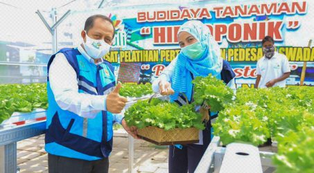 Optimalisasi Listrik Buat Hidroponik, Lampu UV Tingkatkan Produktivitas Tanaman di Wisata Tani Betet