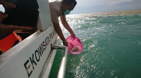 Jaga Kelestarian Lobster, KKP Lepasliarkan 3.000 Benih di Pulau Lusi