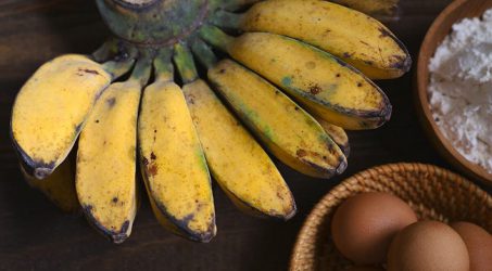 Cegah Infeksi Luka dengan Kulit Pisang Kepok Inovasi Mahasiswa Unair