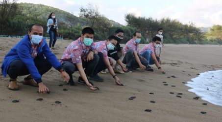 PJB Lepas 3.000 Anak Penyu ke Laut Bebas, Dukung Konservasi Satwa Laut
