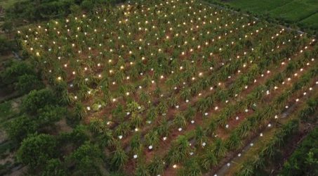 Inovator PLN untuk Pertanian Buah Naga Banyuwangi Raih Dharma Karya ESDM