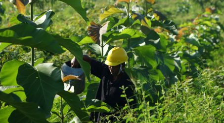 Penambangan Zero Run-Off, SIG Raih Penghargaan Subroto Kementerian ESDM