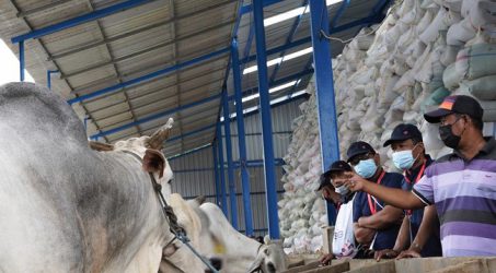 SIG Gelar Pelatihan UMKM Peternakan agar Lebih Produktif dan Kreatif
