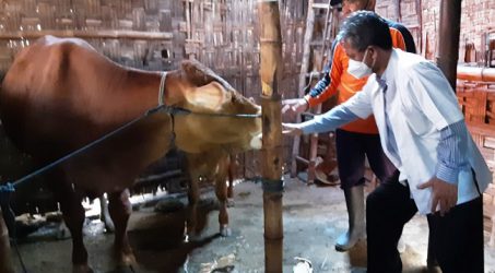 Pisahkan Sperma Jantan dan Betina, Prof Meles Bantu Peternak Hasilkan Sapi Potong Unggulan