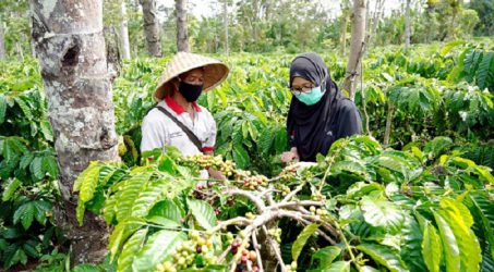 Kemitraan Perkebunan Kopi Berkelanjutan Nestle Dukung Pengembangan Industri Kopi Nasional