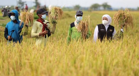 Panen Raya di Tuban, Khofifah : Jatim Produsen Padi Terbesar di Indonesia