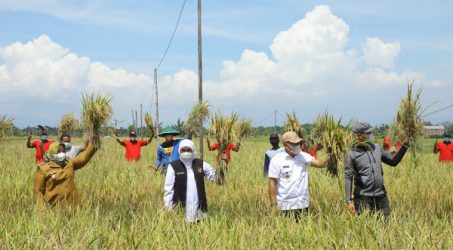 Gubernur Khofifah Panen Raya Padi di Bumi Reog Ponorogo