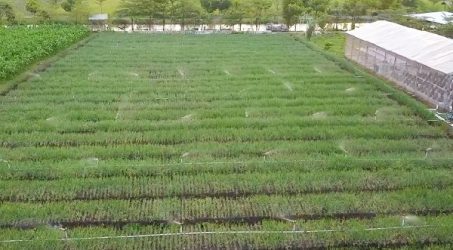 Electrifying Agriculture PLN Wujudkan Ketahanan Pangan, Konsumsi Listrik Pertanian Jatim Naik 9,52%