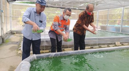 SBI Pabrik Cilacap Kerja Sama UGM Budidaya Mikroalga, Inoivasi Dekarbonisasi di Lingkungan Pabrik