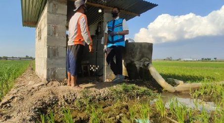 4.265 Petani Electrifying Agriculture PLN Turut Dukung Kesuksesan Panen Raya
