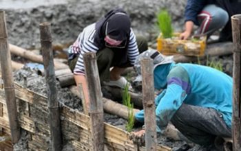 Inovasi Padi Salin Kembangkan Potensi Produktivitas Varietas di Lahan Pesisir