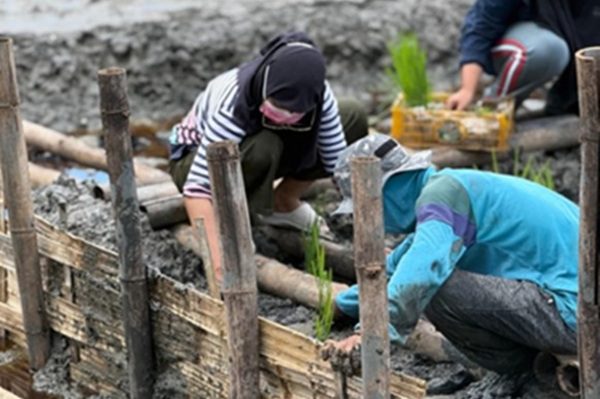 Inovasi Padi Salin Kembangkan Potensi Produktivitas Varietas di Lahan Pesisir